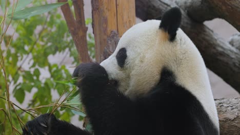 Giant-panda-(Ailuropoda-melanoleuca)-also-known-as-the-panda-bear-or-simply-the-panda,-is-a-bear-native-to-south-central-China.