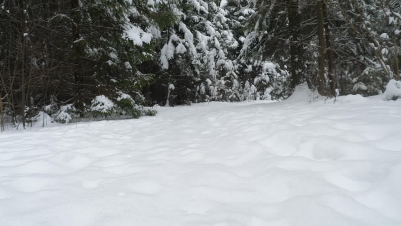 Path in winter forest.
