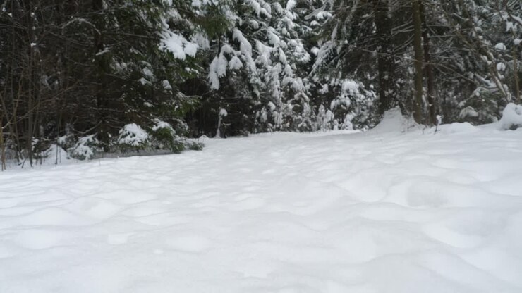 Sentiero in una foresta invernale