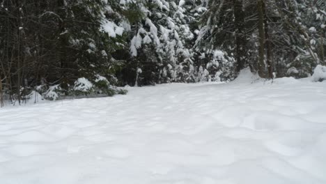 path in winter forest.