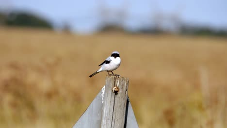 lesser grey shrike resting on wooden stand in nature, wide field in background