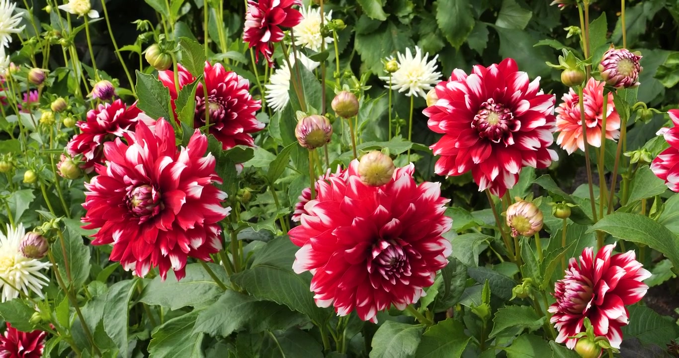 Dalia 'Mystery Day' nei Giardini Butchart di Victoria, Columbia Britannica, Canada.