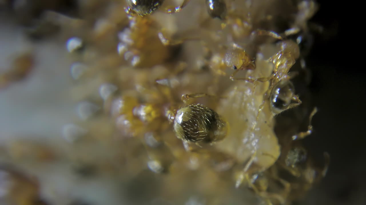 macro de primer plano extremo sobre hormigas rojas de fuego comiendo azúcar con tomas detalladas de piernas, cabezas, ojos y más