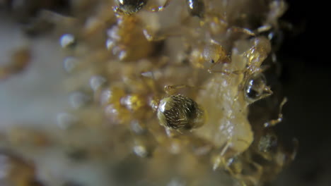 Extreme-close-up-macro-on-red-fire-ants-eating-sugar-with-detailed-shots-of-legs,-heads-eyes-and-more