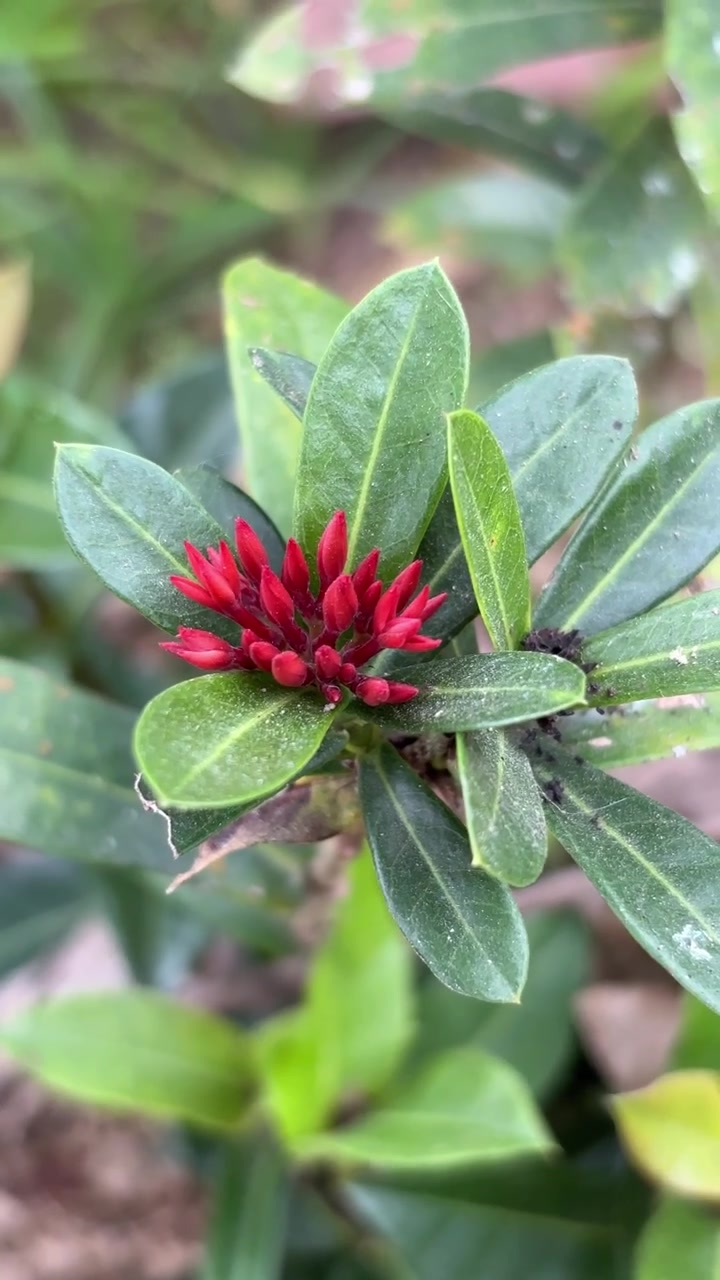 Primo piano di boccioli di fiori di Ixora rossi in giardino.