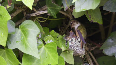 un colibrí brillante alimentando a sus polluelos en el nido