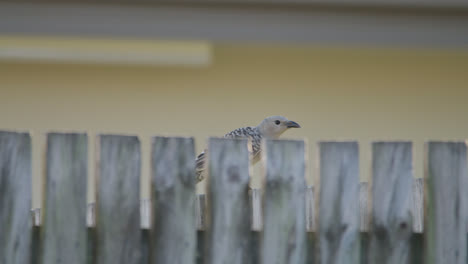 close up, a great bowerbird half hidden behind a wooden fence hops along the palings and flyings away, townsville, queensland, australia