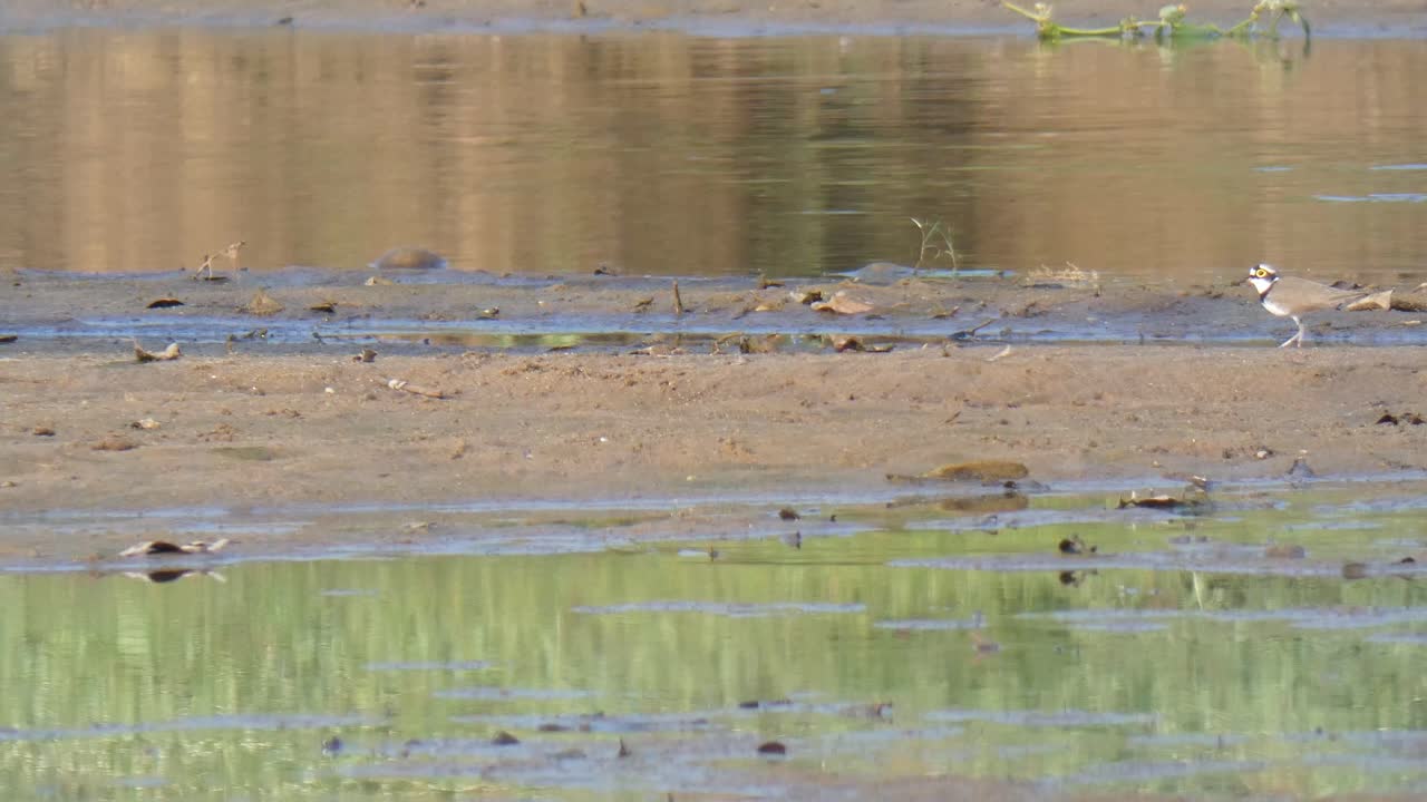 음식을 찾는 호수의 산파이퍼 mp4