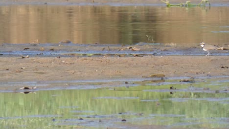 Sanpiper-En-El-Lago-Encontrando-Comida-Mp4