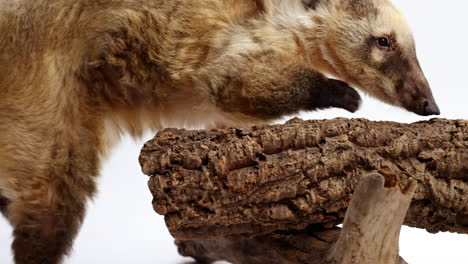 coati sube a la rama de un árbol - aislado en fondo blanco - perfil lateral