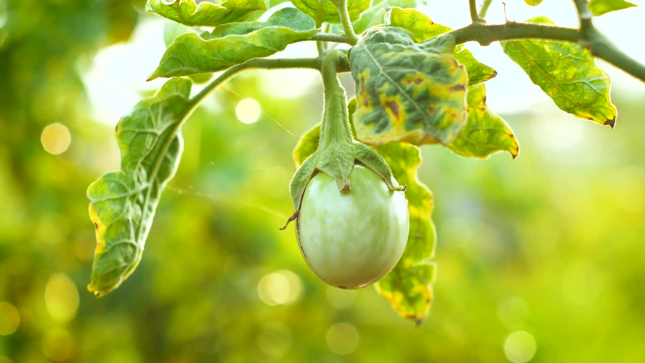 아지는 물의 배경에서 식물에 신선한 녹색 양배추 채소