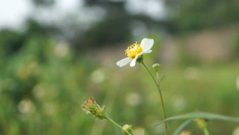 little sunflowers in the wind