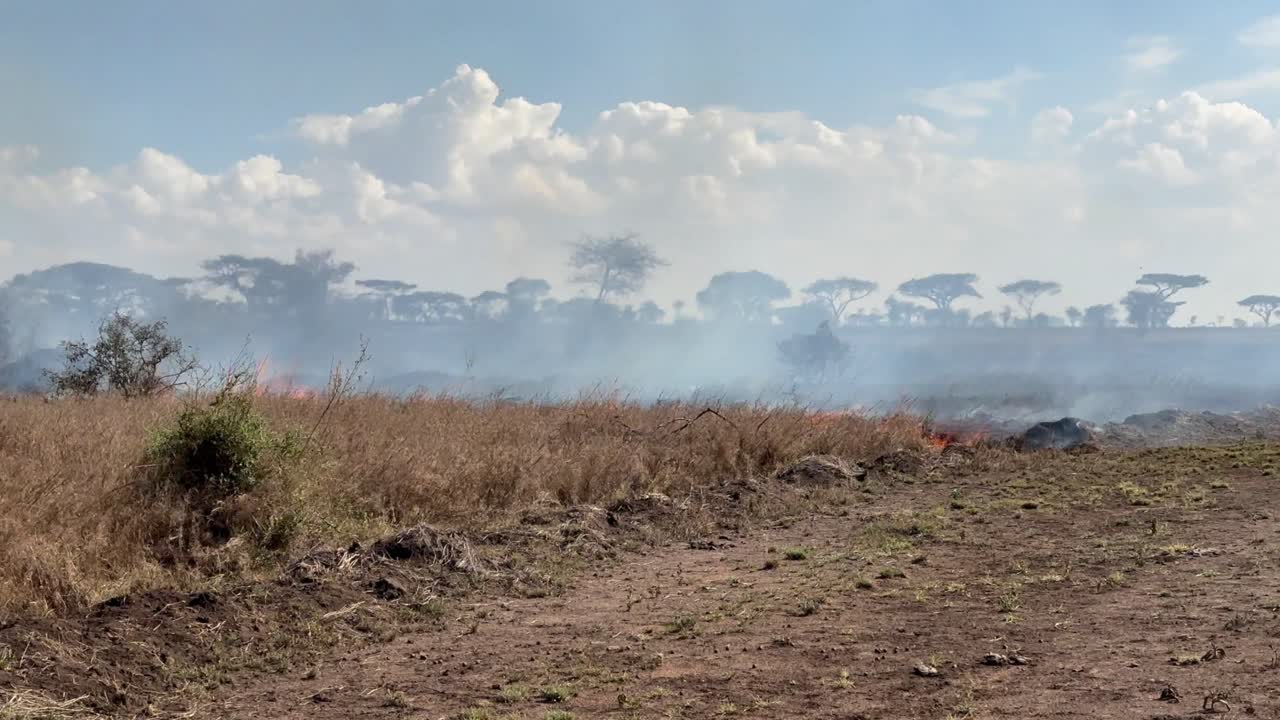 Incendio nel Parco nazionale del Serengeti. Tanzania