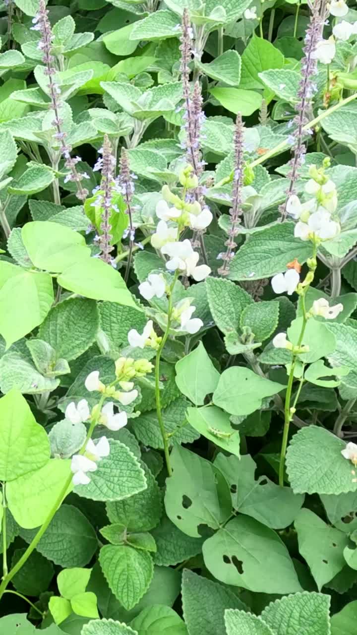 콩 식물이 자라는 빠른 움직임의 순서