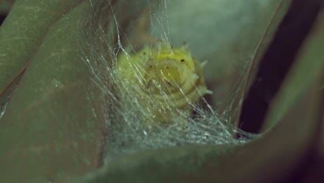 silk-cotton-worms-making-cocoon-extreme-close-up-shot