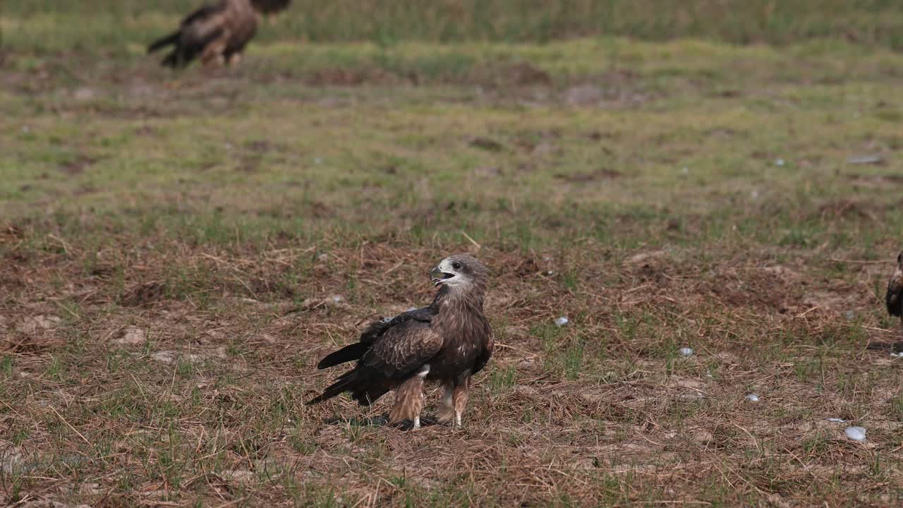 un individuo de pie en el centro delante del marco, mientras que el resto de las cometas de orejas negras milvus lineatus están volando alrededor y otros dos están de pie a la derecha y en la parte posterior del marco