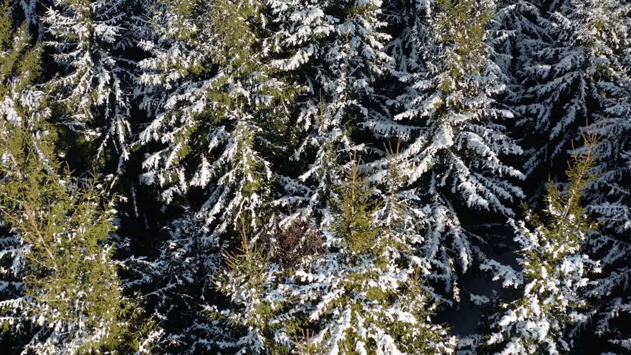 Aerial view of pine trees covered with snow. Forest tree tops in winter scenery from a drone perspective.