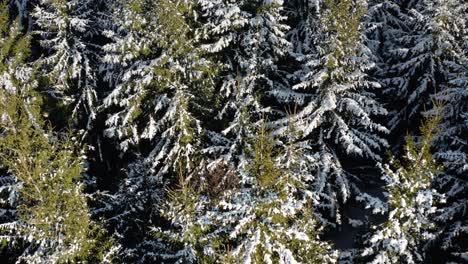 aerial view of pine trees covered with snow. forest tree tops in winter scenery from a drone perspective.