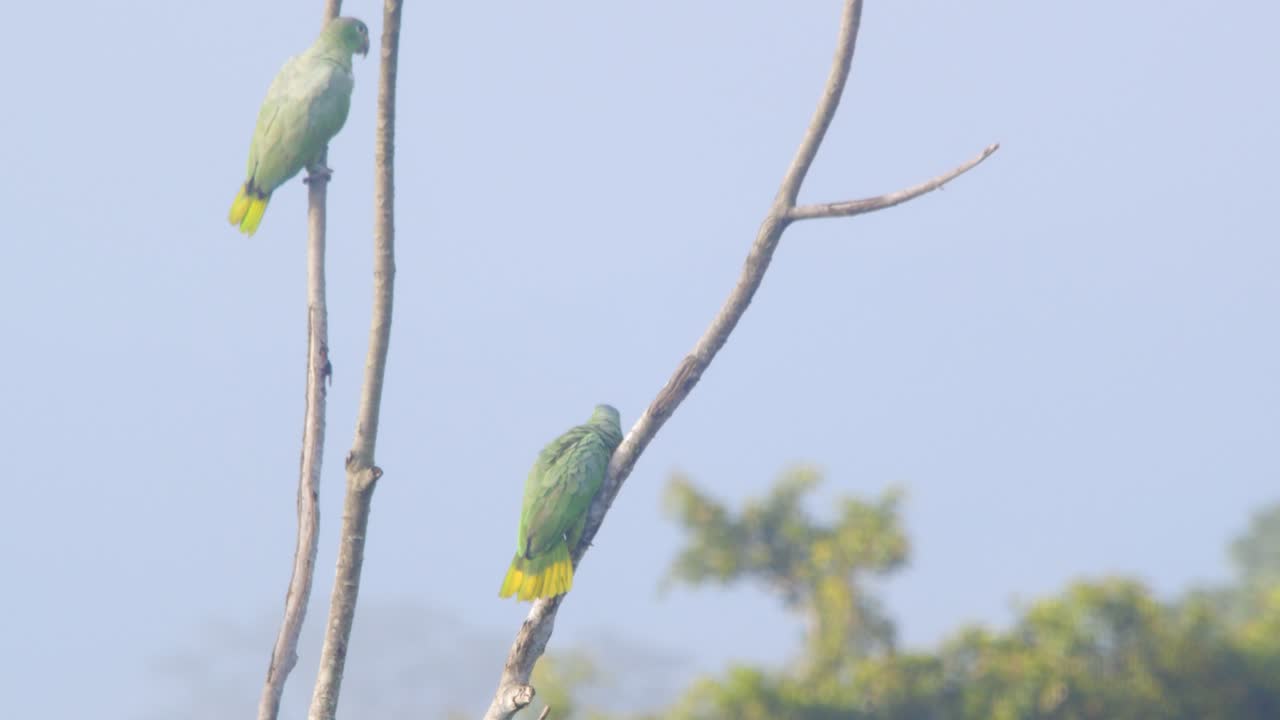 A single Mealy Parrot swoops in gracefully to perch on a bare branch joining its partner in Peru’s lush rainforest.
