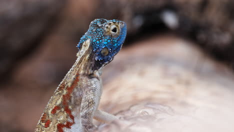 southern rock agama lizard perching on the rocks in south africa