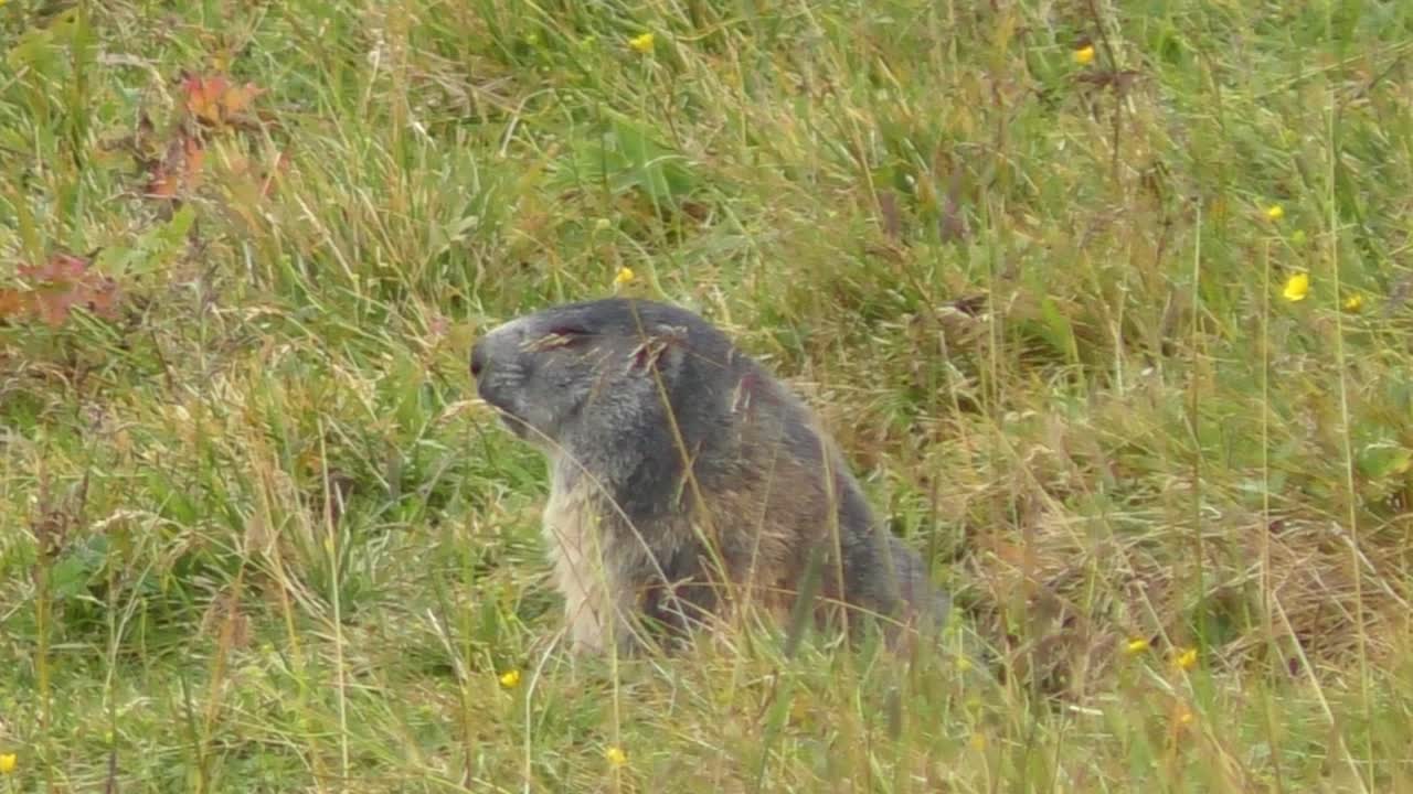 Dışarıda Çimenlerde Hareketsiz Oturan Yalnız Marmot