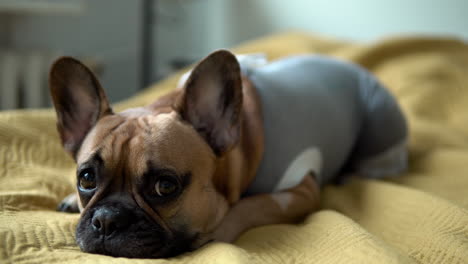 Cute-French-Bulldog-Puppy-wearing-winter-clothes-resting-on-a-cozy-bed,-shallow-depth-of-field