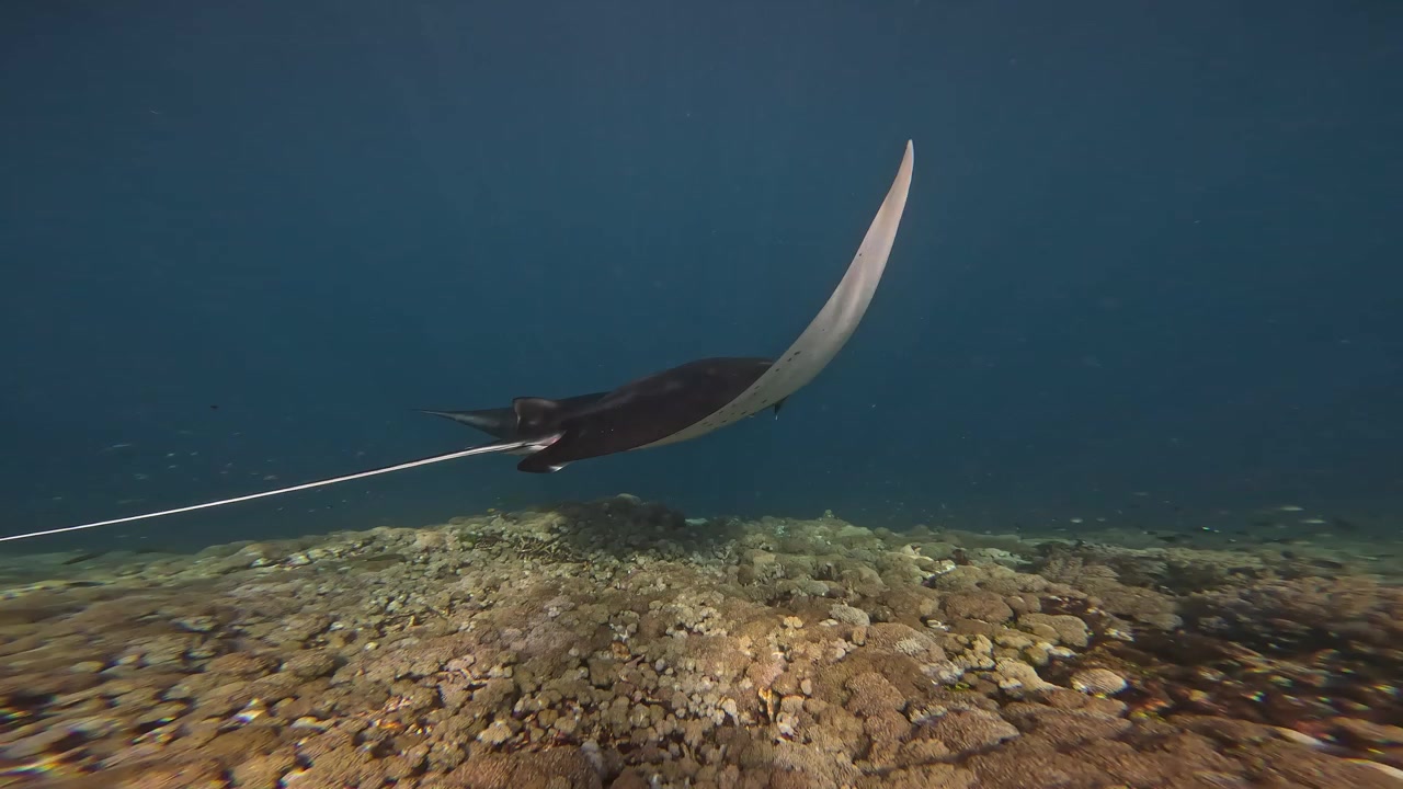 Mantarokke glider yndefuldt over et tropisk rev i Komodo Nationalpark, Indonesien