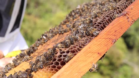 beekeeper with many bees on honeycomb