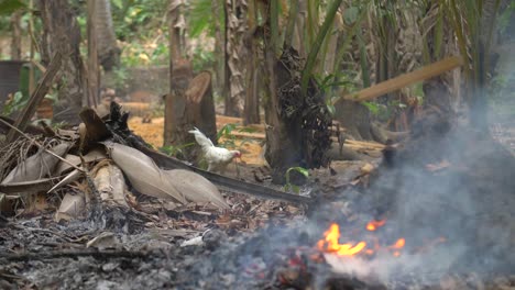 poulet près d'un petit feu de joie