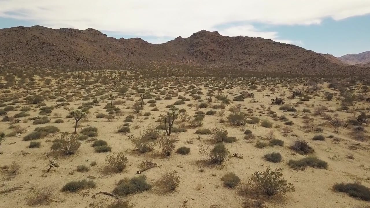 Voo aéreo frontal sobre plantas secas e arbustos no Parque Nacional Joshua Tree, com uma gigantesca cordilheira ao fundo.