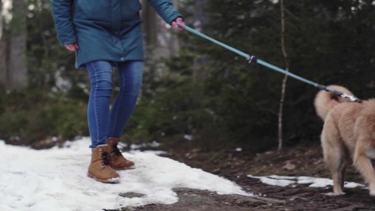 perro buscando un camino, olfateando el suelo, dueña al lado, vista de cierre bajo