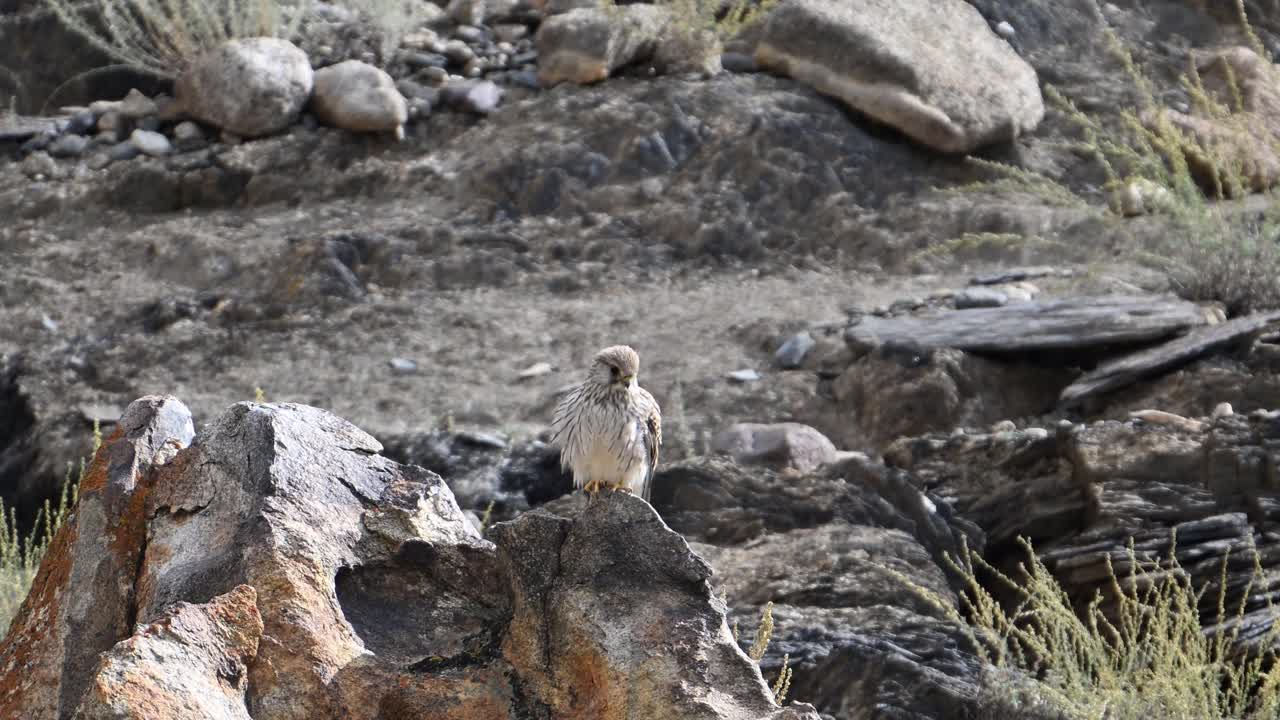 cestrel común - falco tinnunculus posado en una roca en una zona montañosa