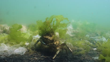 Underwater-close-up-shot-of-a-decorator-crab-with-seaweed-on-its-back,-walks-along-the-sandy-bottom-that-is-covered-in-green-and-white-seaweed