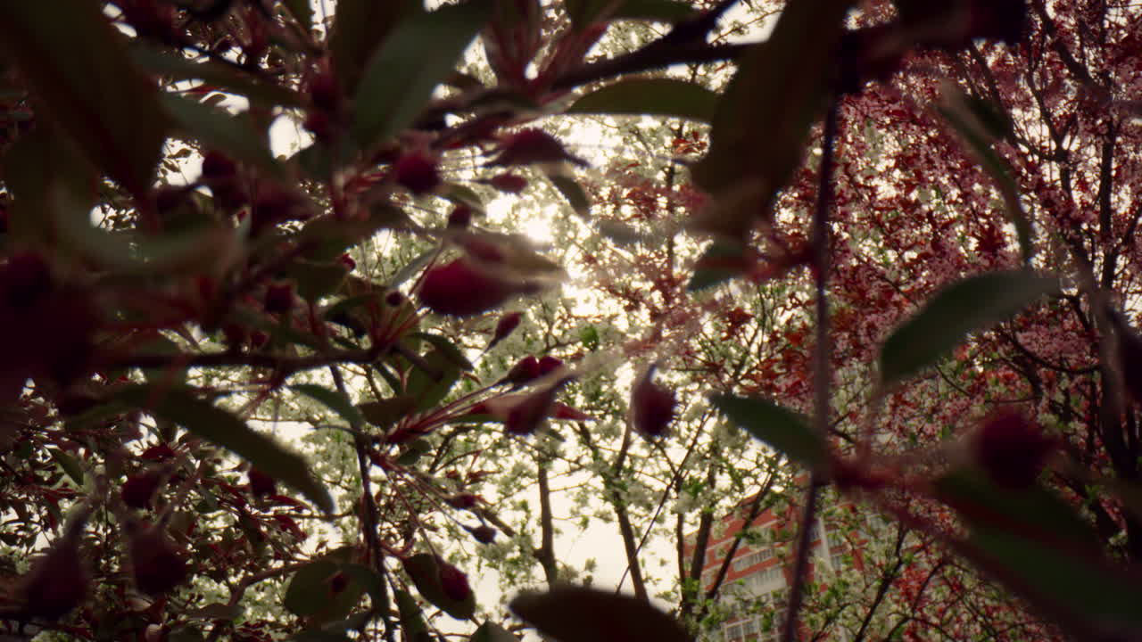 밝은 태양과 함께 하늘에 꽃을 피우는 보라색 꽃. 명상적인 꽃 풍경.