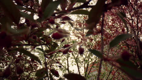 flores púrpuras floreciendo contra el cielo con el sol brillante. vista floral meditativa.