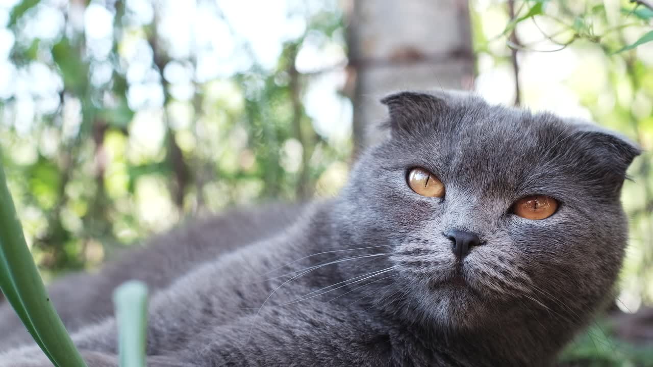 Close up of a grey Scottish Fold cat with orange eyes lying in the garden