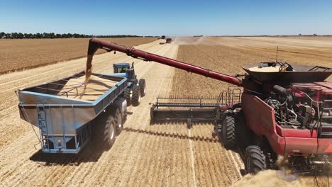 Experience-the-precision-and-power-of-a-large-scale-grain-harvesting-operation-as-the-fields-come-alive-with-activity