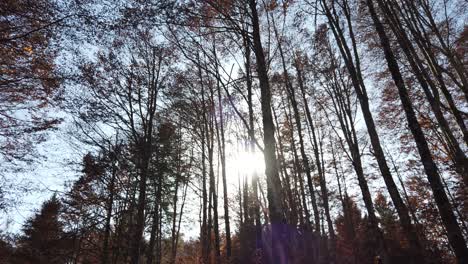 view of autumn trees in the cansiglio italian mountains in italy