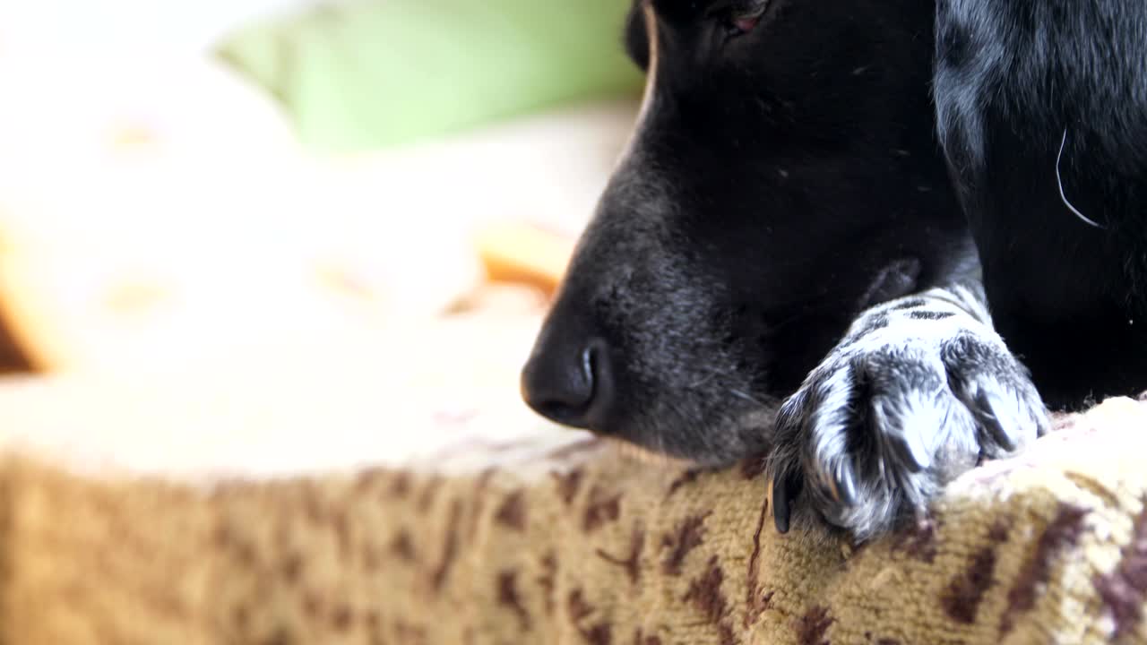 얼룩진 플레이드 에 놓인 사냥 개 의 수염