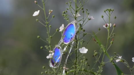 blue glasses flowers - green