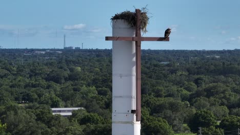 video con un dron dando vueltas alrededor de un águila mariposa posado en una cruz en lo alto de una torre celular con un nido en la parte superior