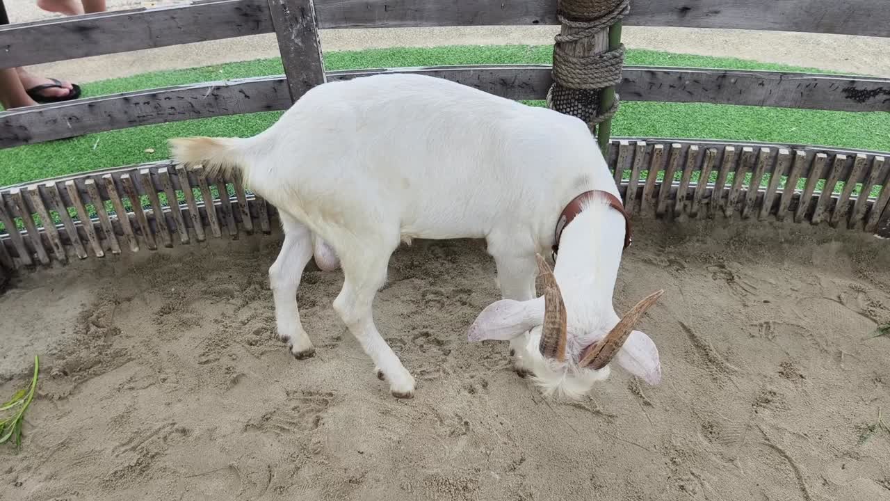 White Goat in a Pen