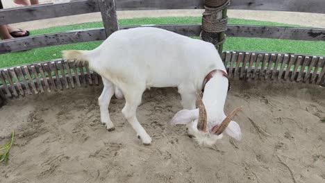 white goat in a pen