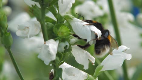 A-Lone-Bumblebee-Flying-And-Collecting-Pollen-On-The-Crystal-Peak-White-Obedient-Plant-In-The-Garden