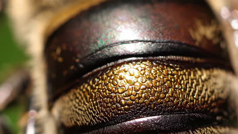 close-up of an insect's iridescent exoskeleton