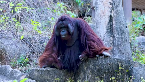 orangutan resting and observing surroundings in zoo