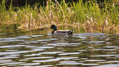 Duck-swimming-quickly-in-a-canal-with-grasses-in-the-background