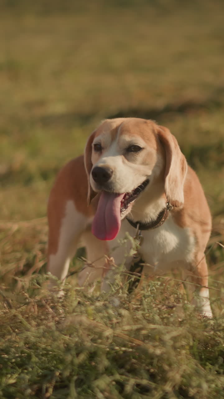 primer plano de una niña con una correa mientras un perro curioso está de pie en el campo cubierto de hierba mirando a su alrededor, la escena captura la naturaleza juguetona e inquisitiva del niño pequeño y el perro mascota