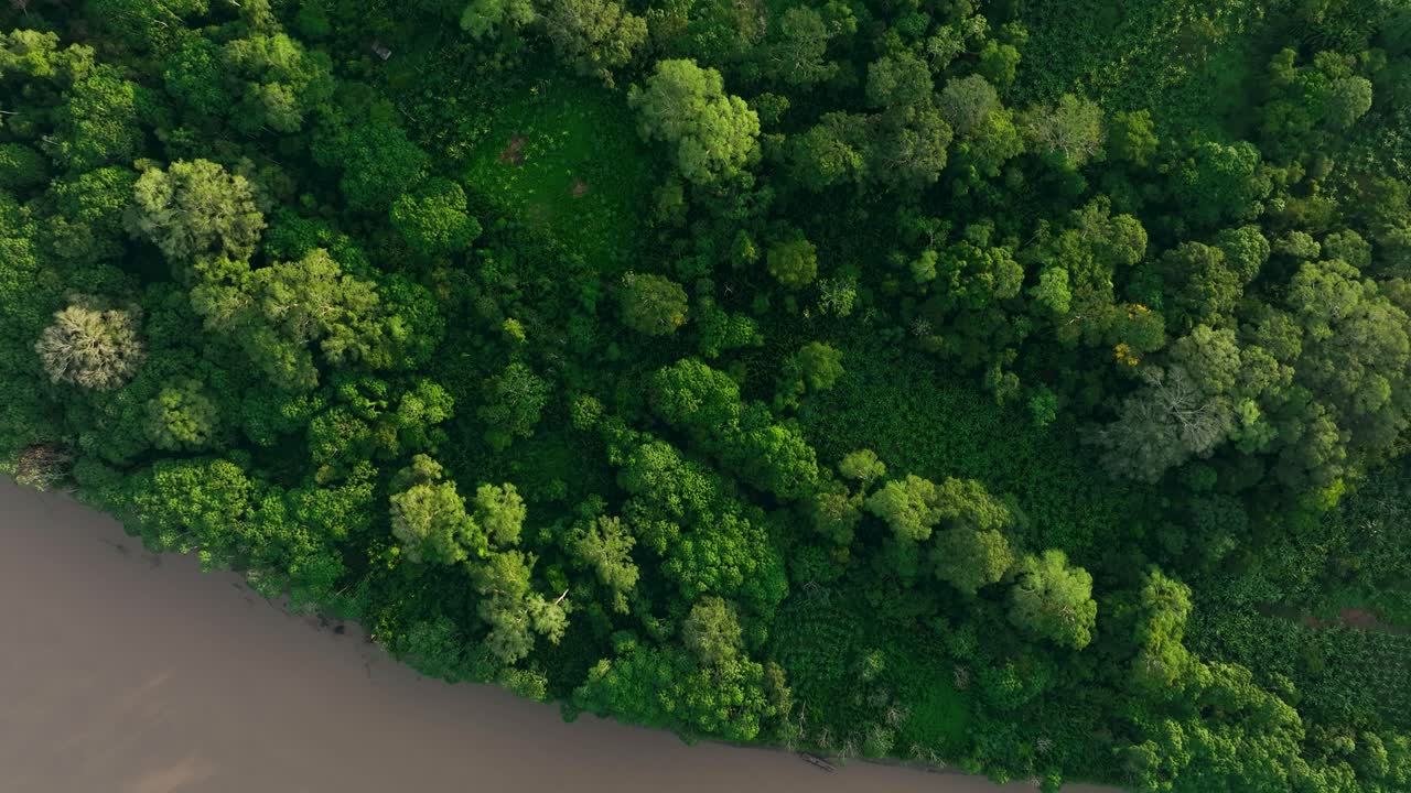 Aerial drone fly view of palm oil plantation at rainforest edge