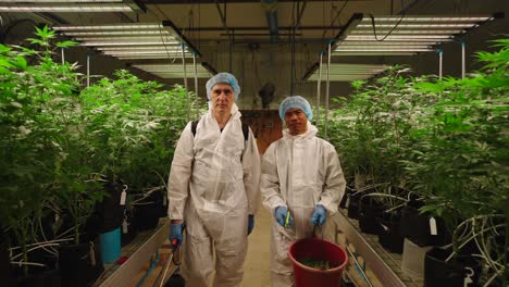 cannabis cultivators in a grow room